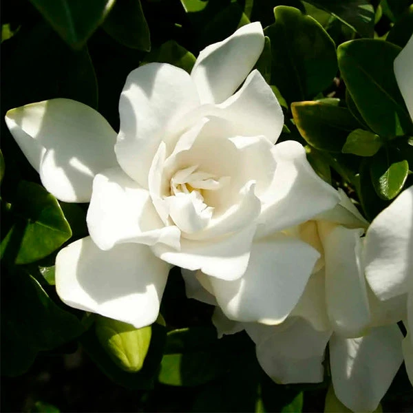 Jubilation™ Gardenia Shrub 3 Jubilation™ Gardenia Shrub