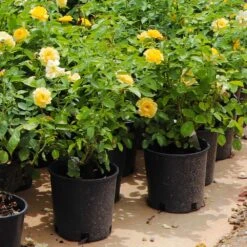 Julia Child Rose 11 Julia Child Rose -GreenNest Shop Julia Child Rose 7