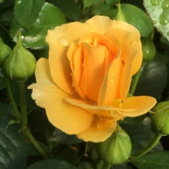 Julia Child Standard Rose Tree -GreenNest Shop Julia Child Rose Tree 6 BB