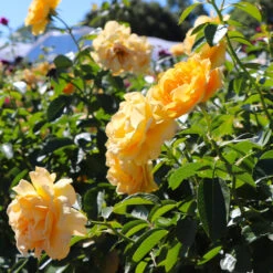 Julia Child Standard Rose Tree -GreenNest Shop Julia Child Rose Tree 8