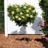 Julia Child Standard Rose Tree -GreenNest Shop Julia Child Rose Tree BB 600x600 35ce3750 8e23 4b8c bcd7 d73bd2717ce7