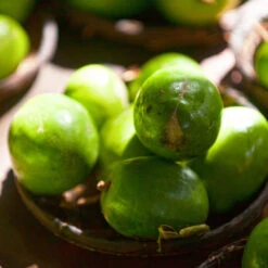 June Plum Tree 9 June Plum Tree -GreenNest Shop June Plum 2 BB