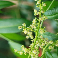 June Plum Tree 8 June Plum Tree -GreenNest Shop June Plum 3 BB