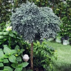 Blue Star Juniper Tree -GreenNest Shop Juniper BLue Star Standard