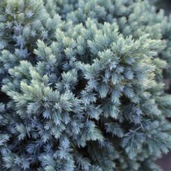 Blue Star Juniper Tree -GreenNest Shop Juniper BLue Star Standard 1 BB
