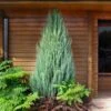 Skyrocket Juniper Tree -GreenNest Shop Juniper Skyrocket 600x600 90dfabf6 149e 4917 af37 f7764cfe94b4