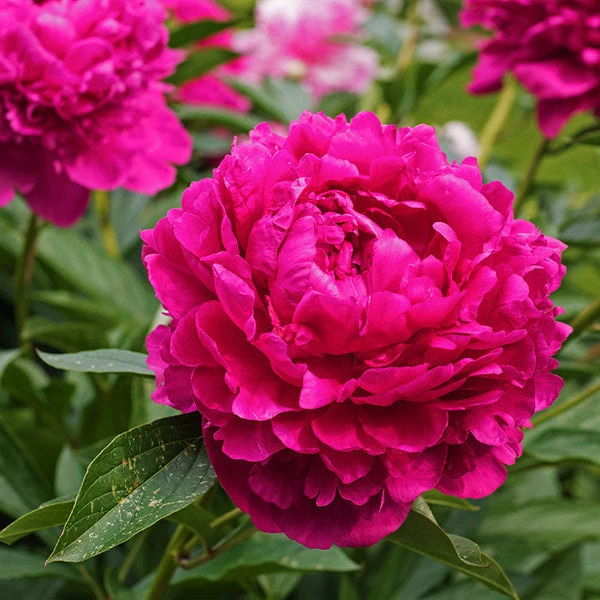 Karl Rosenfield Peony 3 Karl Rosenfield Peony