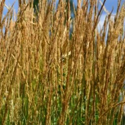 Karl Foerster Grass 8 Karl Foerster Grass -GreenNest Shop Karl Foerster Grass 2