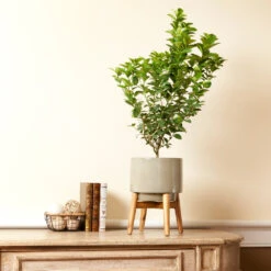 Key Lime Bush -GreenNest Shop Key Lime Bush 4