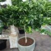 Key Lime Tree -GreenNest Shop Key Lime Tree 2 BB