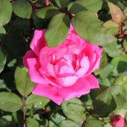 Pink Knock Out® Rose Tree -GreenNest Shop Knockout Rose Tree Pink BB