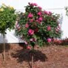 Pink Knock Out® Rose Tree -GreenNest Shop Knockout Rose Tree Pink BB 600x600 4ddd45a2 1bb4 456e a857 b5016d6ef2ee