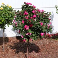 Pink Knock OutĀ® Rose Tree