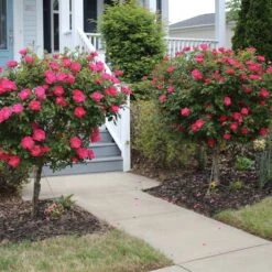 Knock OutĀ® Rose Tree