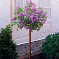 Korean Lilac Tree -GreenNest Shop KoreanLilac Tree 1