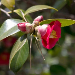 Korean Fire Camellia Shrub 8 Korean Fire Camellia Shrub -GreenNest Shop Korean Fire Camellia 1