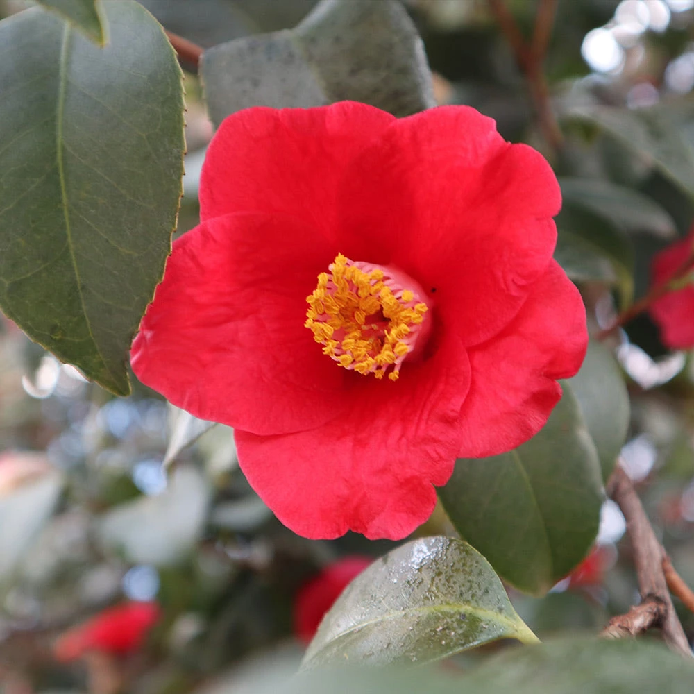 Korean Fire Camellia Shrub 6 Korean Fire Camellia Shrub - Image 4