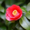 Korean Fire Camellia Shrub -GreenNest Shop Korean Fire Camellia BB 600x600 5f096725 6403 40d5 ab26 d900729a4bfc