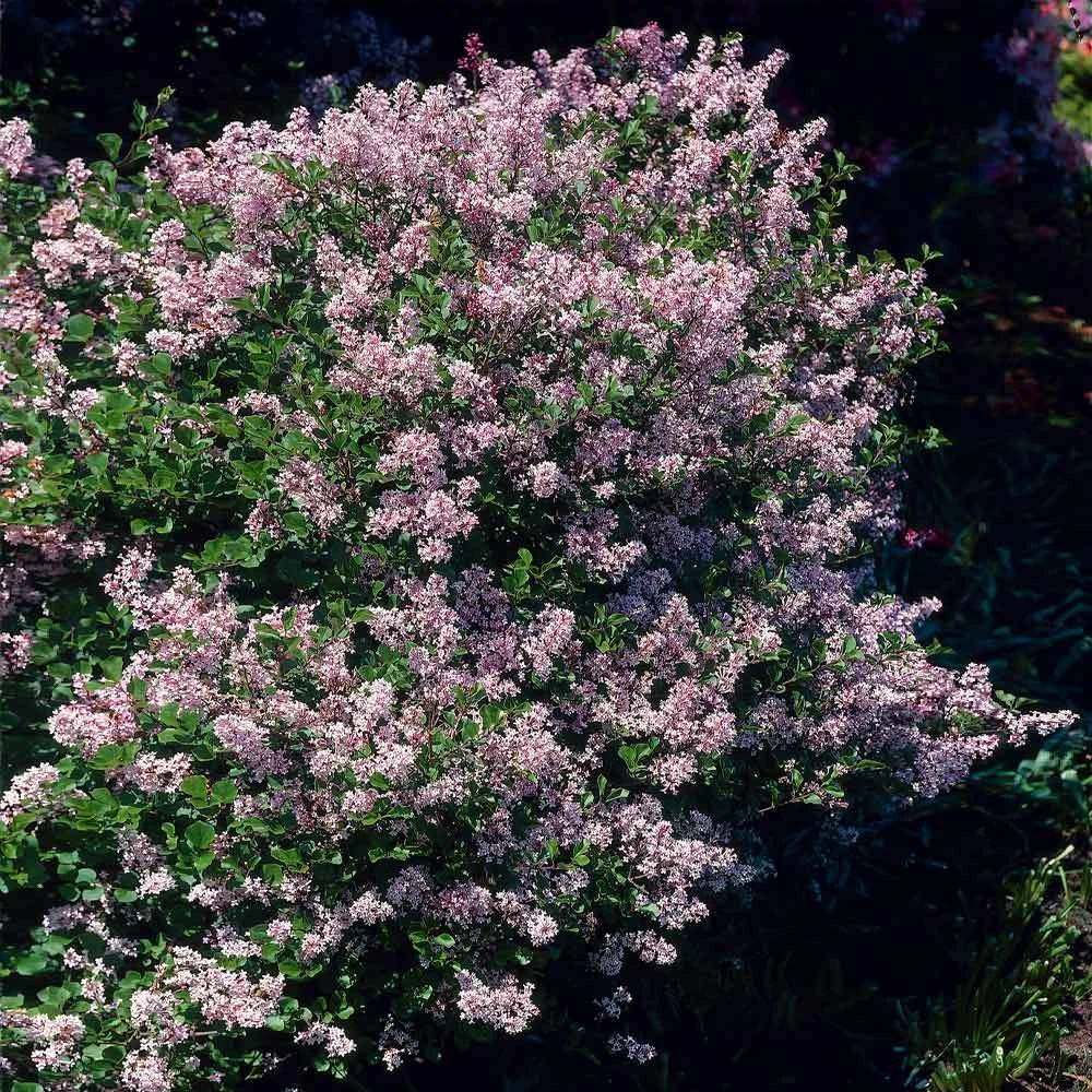 Dwarf Korean Lilac Shrub 4 Dwarf Korean Lilac Shrub - Image 2