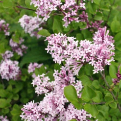 Dwarf Korean Lilac Shrub 7 Dwarf Korean Lilac Shrub -GreenNest Shop Korean Lilac 2 BB
