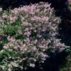 Dwarf Korean Lilac Shrub -GreenNest Shop Korean Lilac BB 600x600 190742a2 fc15 4b9e aa50 a32eeafb3e04
