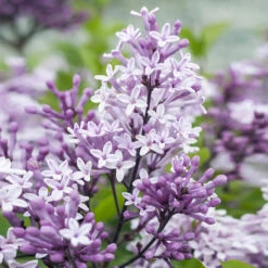 Korean Lilac Tree -GreenNest Shop Korean Lilac Tree 2 BB
