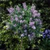 Korean Lilac Tree 2 Korean Lilac Tree -GreenNest Shop Korean Lilac Tree 3 FGT 600x600 1e8f966f 7a05 470e 98b4 3d651d5b5c9e