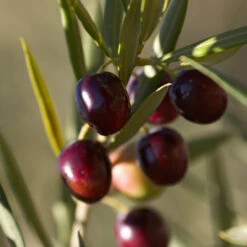 Koroneiki Greek Olive Tree 8 Koroneiki Greek Olive Tree -GreenNest Shop Koroneiki Olive 2 FGT