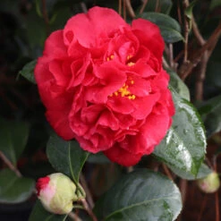 Kramers Supreme Camellia Shrub -GreenNest Shop Kramers Camellia 7 BB