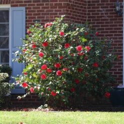 Kramers Supreme Camellia Shrub -GreenNest Shop Kramers Camellia BB 4