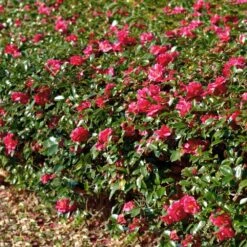 Kramers Supreme Camellia Shrub -GreenNest Shop Kramers Camellia FGT 1