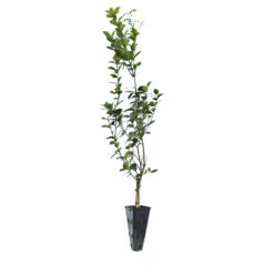 Meyer Lemon Tree 28 Meyer Lemon Tree -GreenNest Shop LEM MEY 45 C
