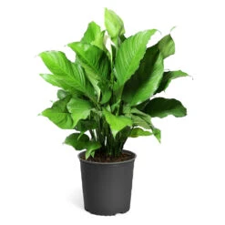 Peace Lily -GreenNest Shop LIL PEA.10 standard pot