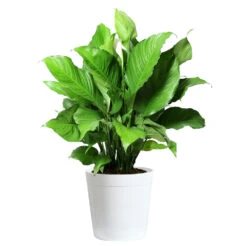 Peace Lily -GreenNest Shop LIL PEA.10 white Delilah