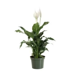 Peace Lily -GreenNest Shop LIL PEA1