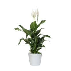 Peace Lily -GreenNest Shop LIL PEA1 delilah white