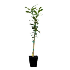 Key Lime Tree 27 Key Lime Tree -GreenNest Shop LIM KEY 12 QT