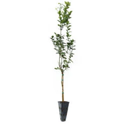 Key Lime Tree 25 Key Lime Tree -GreenNest Shop LIM KEY 34 C