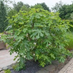 LSU Purple Fig Tree -GreenNest Shop LSU Fig 4 BB