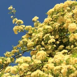 Lady Banks Climbing Rose -GreenNest Shop Lady Banks Rose 2 BB