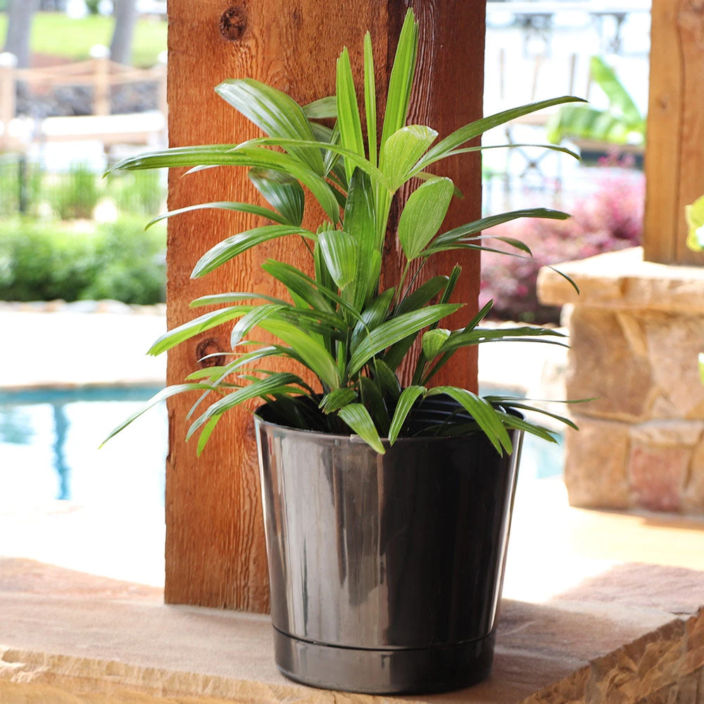 Lady Palm Tree 9 Lady Palm Tree - Image 7