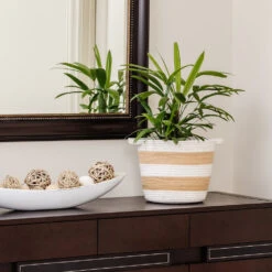 Lady Palm Tree 15 Lady Palm Tree -GreenNest Shop Lady Palm 2 BB