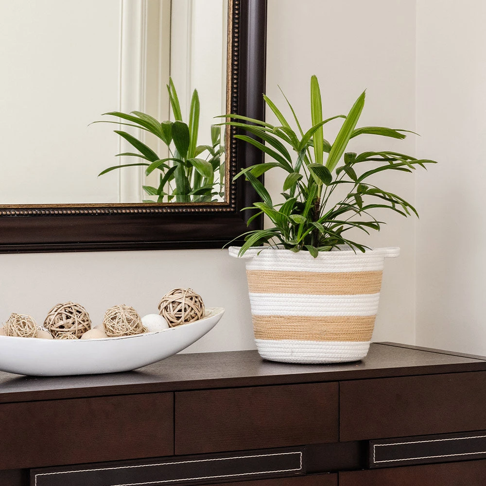 Lady Palm Tree 8 Lady Palm Tree - Image 6