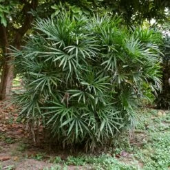 Lady Palm Tree 12 Lady Palm Tree -GreenNest Shop Lady Palm 4 BB