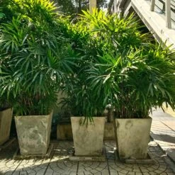 Lady Palm Tree 13 Lady Palm Tree -GreenNest Shop Lady Palm 5 BB