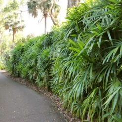 Lady Palm Tree 14 Lady Palm Tree -GreenNest Shop Lady Palm 7