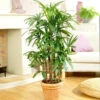 Lady Palm Tree 1 Lady Palm Tree -GreenNest Shop Lady Palm BB 600x600jpg