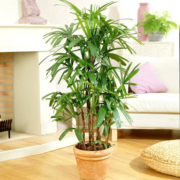 Lady Palm Tree 3 Lady Palm Tree