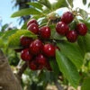 Cherry Pollinator Pack -GreenNest Shop Lapins Cherry Tree FGT 600x600 cc1d9981 e85a 4577 8954 1eacc37b60dc