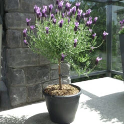 Lavender Standard Topiary Tree -GreenNest Shop Lavender standard 2 gallon 800 MAINIMAGE